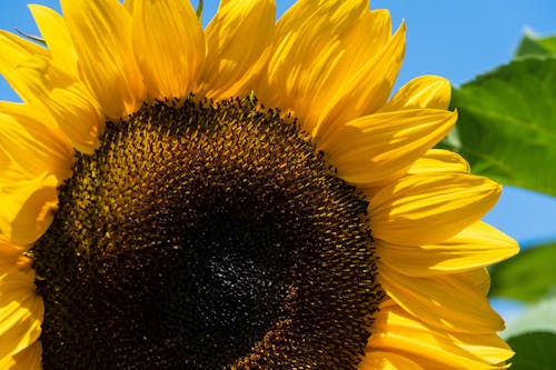 Close-up of a Yellow Sunflower