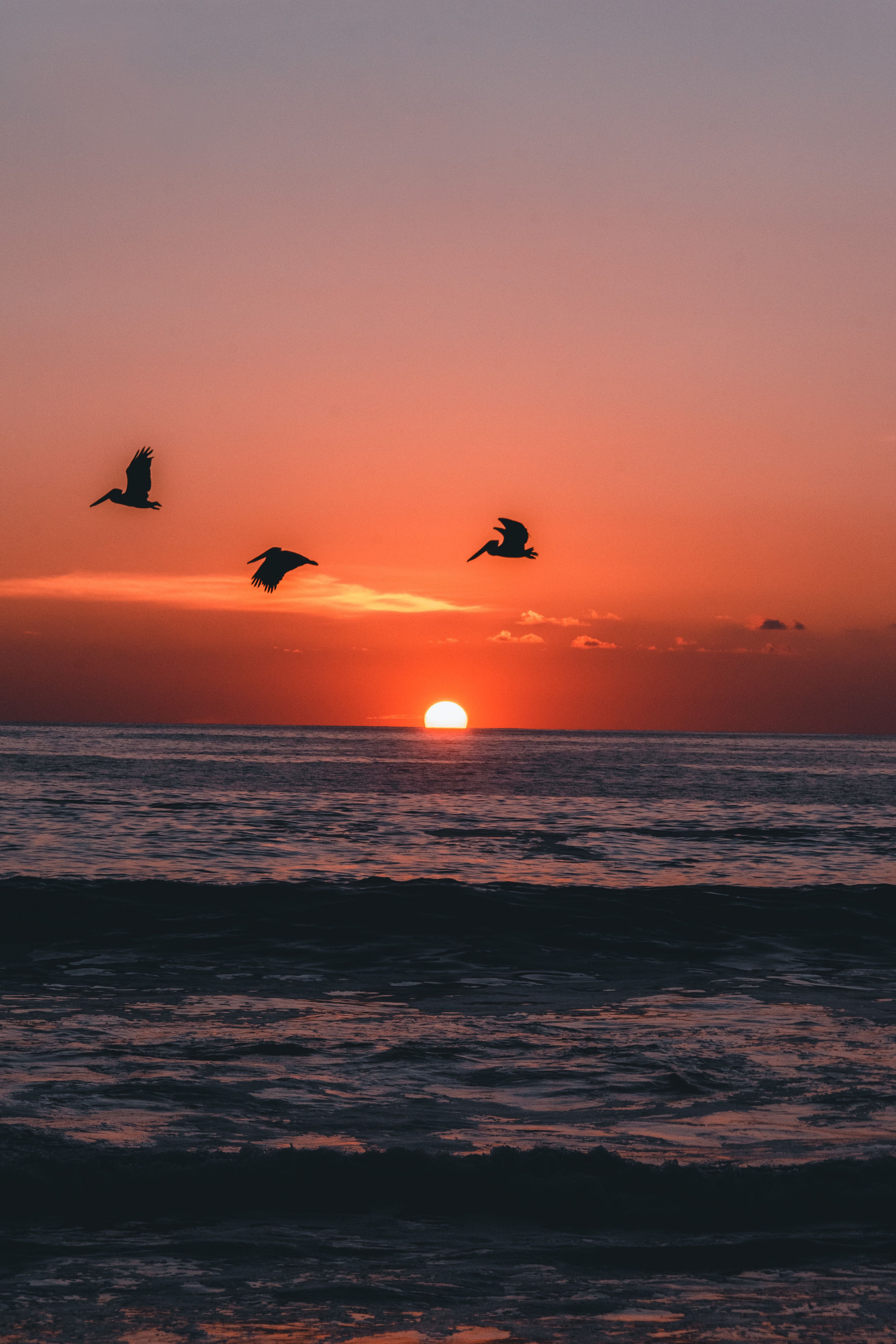 Silhouette of Flying Birds During Sunset · Free Stock Photo