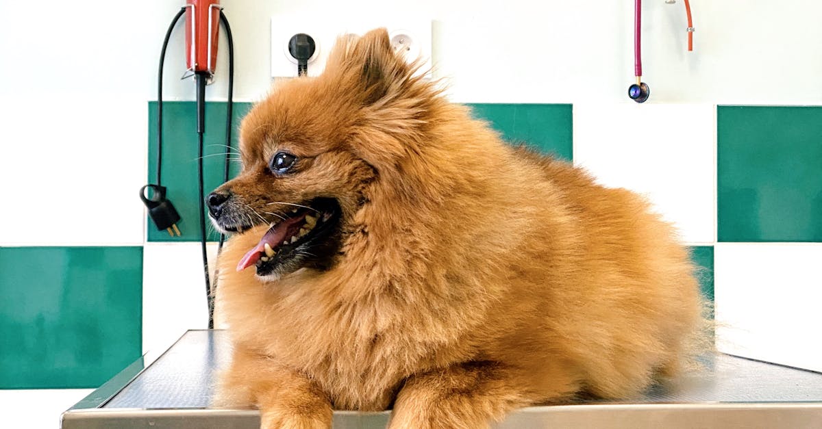 Happy Dog Sitting on Grooming Table