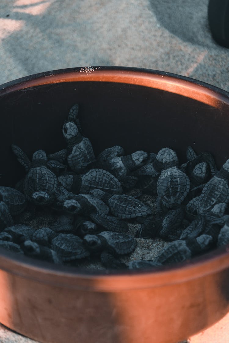 Small Turtles In A Copper Pot