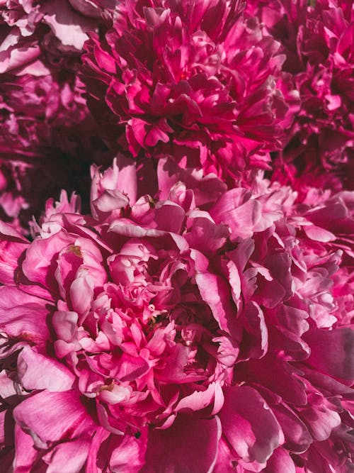 Gratuit Photos gratuites de fermer, fleurs roses, magnifique Photos
