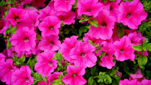 Bed of Pink Petaled Flowers