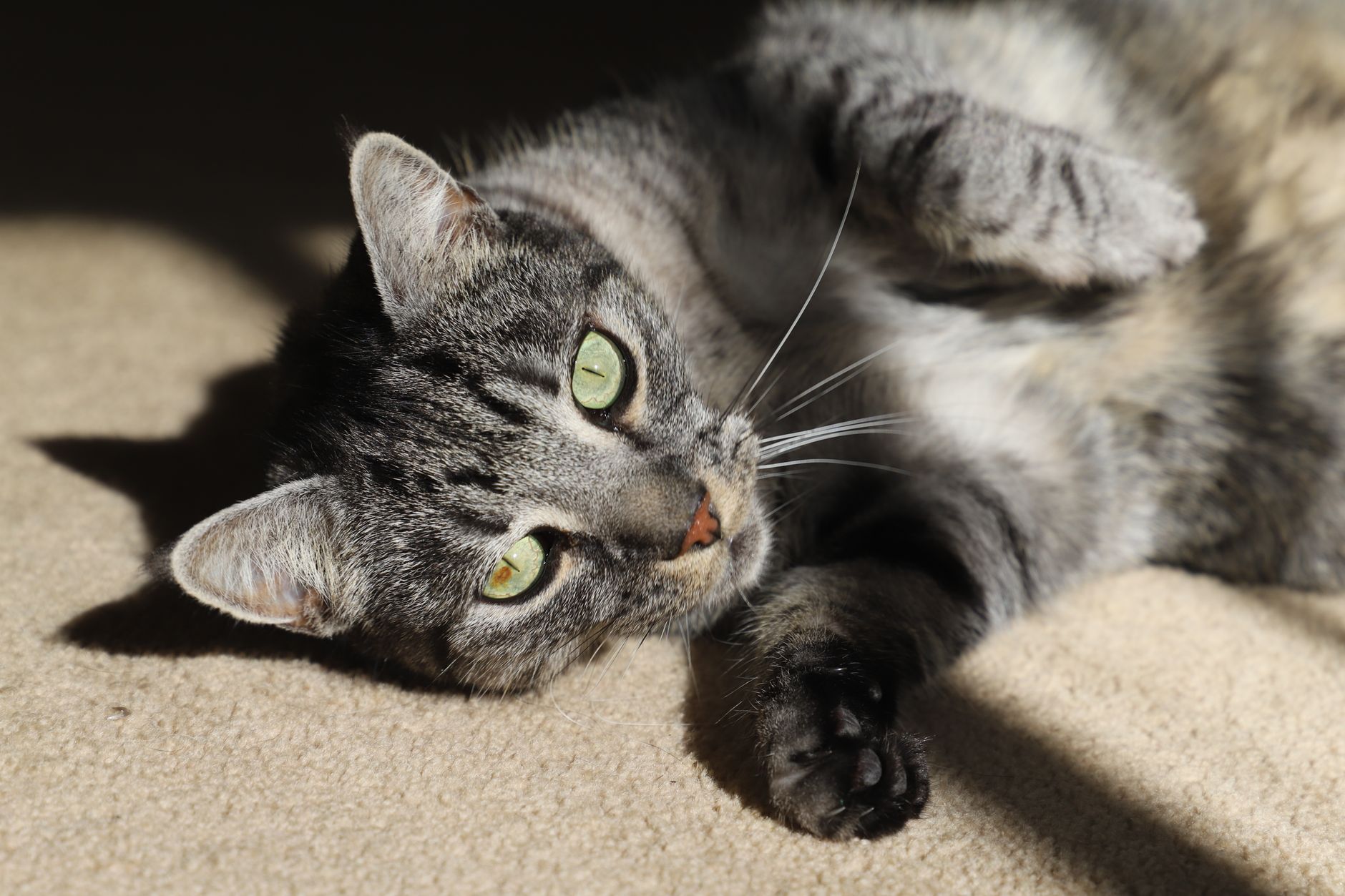 Kömür grisi halı üzerinde yatan bir kedi
