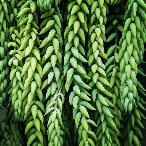 Free Vibrant close-up of Burro's Tail succulent showcasing its unique texture and vivid green hue. Stock Photo