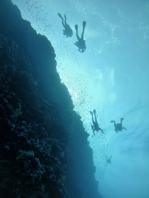 免费潜水, 垂直拍摄, 水下 的 免费素材图片