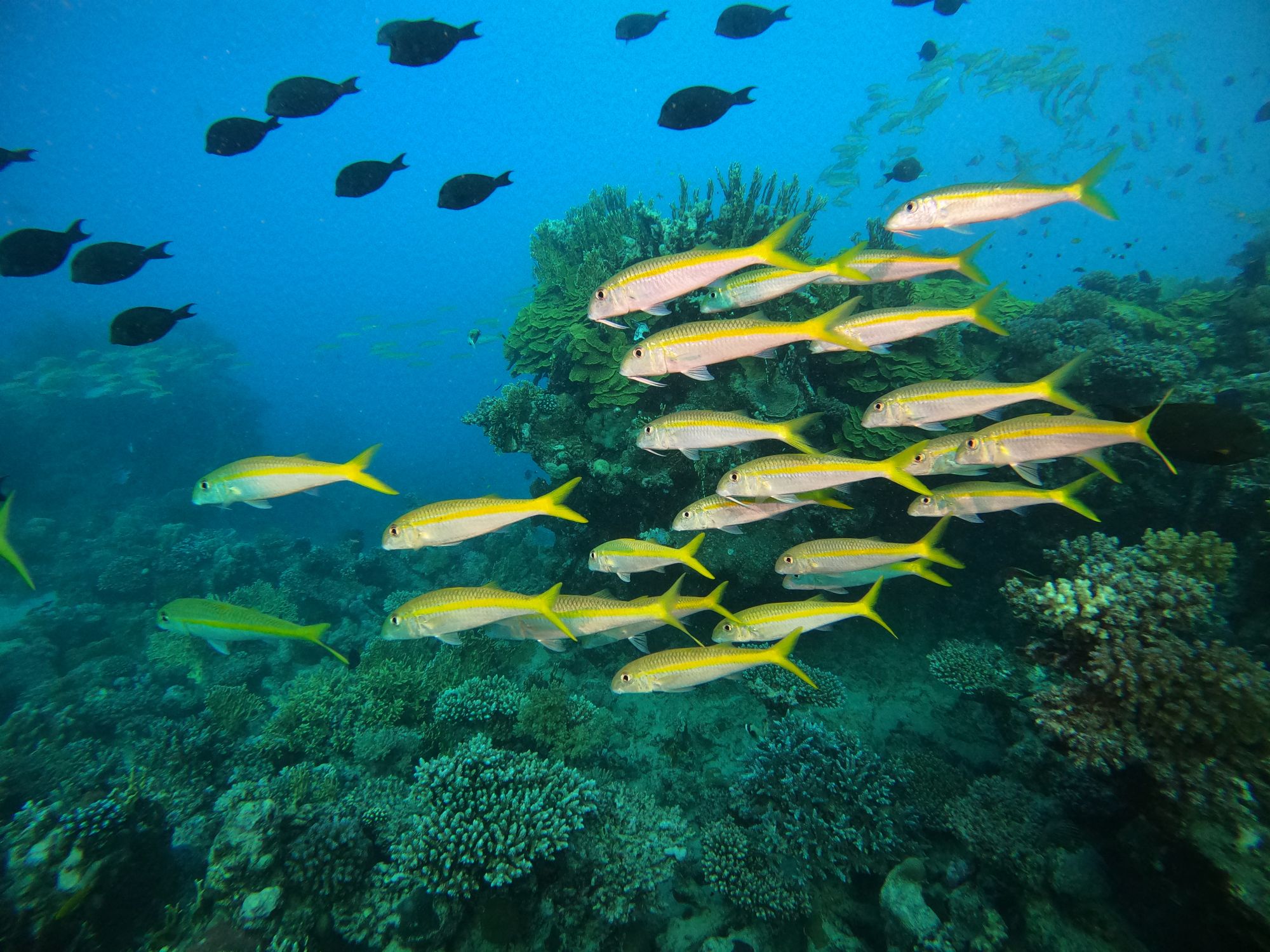 Colorful school of yellow snapper swimming over vibrant coral reef, showcasing marine biodiversity.