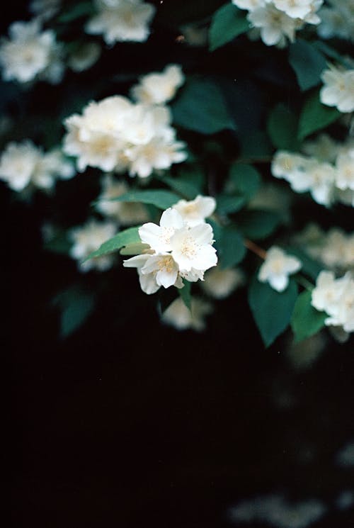 White Flowers in Close Up Photography