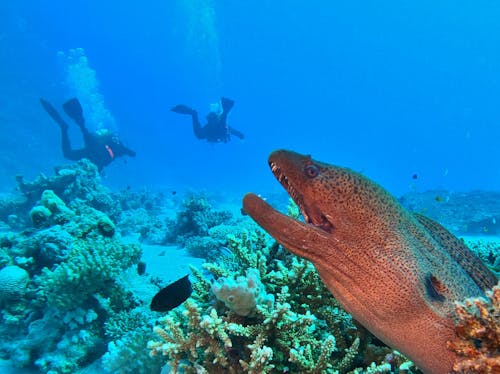 People Scuba Diving in Tropical Waters and Swimming among Fish and Coral Reef
