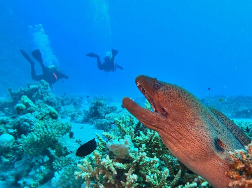 Foto profissional grátis de animais, animais selvagens, diversão