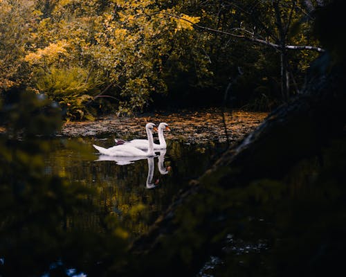 Free White Swans on a Lake in the Forest Stock Photo