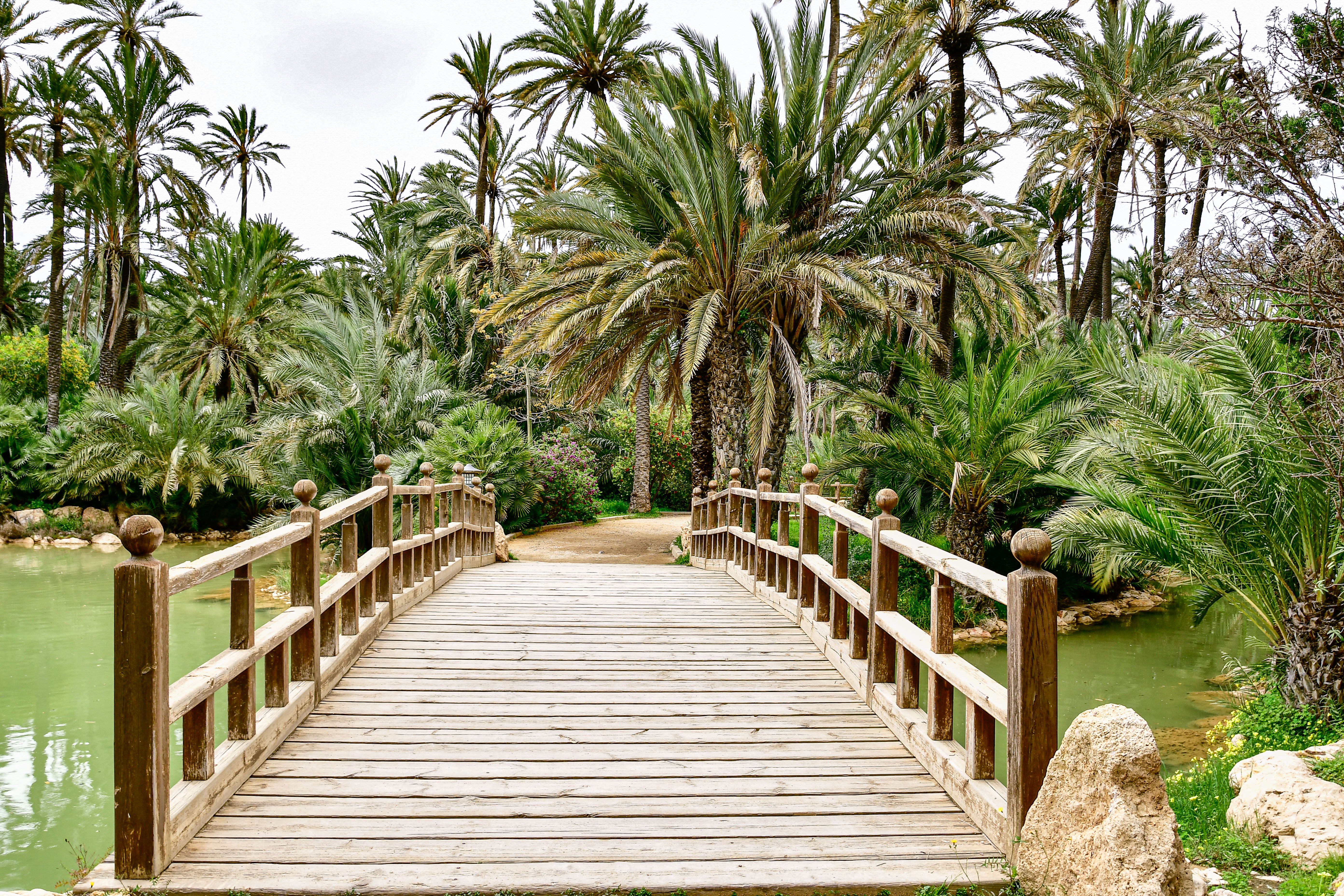 Palmeral de Elche (Palm Grove of Elche)