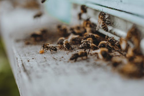 Free Bees Entering a Bee Hive  Stock Photo