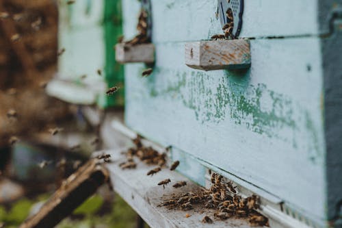Free Bees and a Bee Hive  Stock Photo