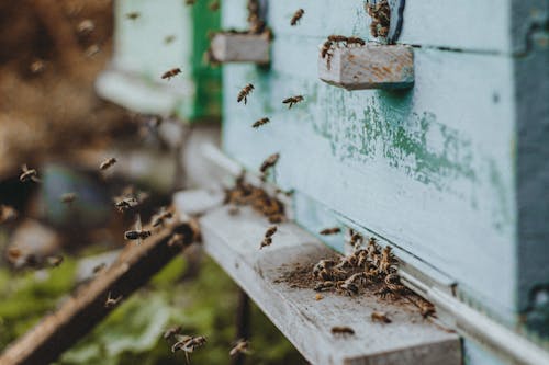 Kostnadsfri bild av bin, insekter, insektsfotografering