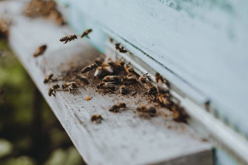 Kostnadsfri bild av bin, insekter, insektsfotografering