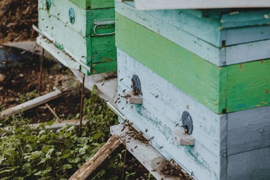 Colorful wooden bee hives with active bees in a lush outdoor setting, showcasing beekeeping.
