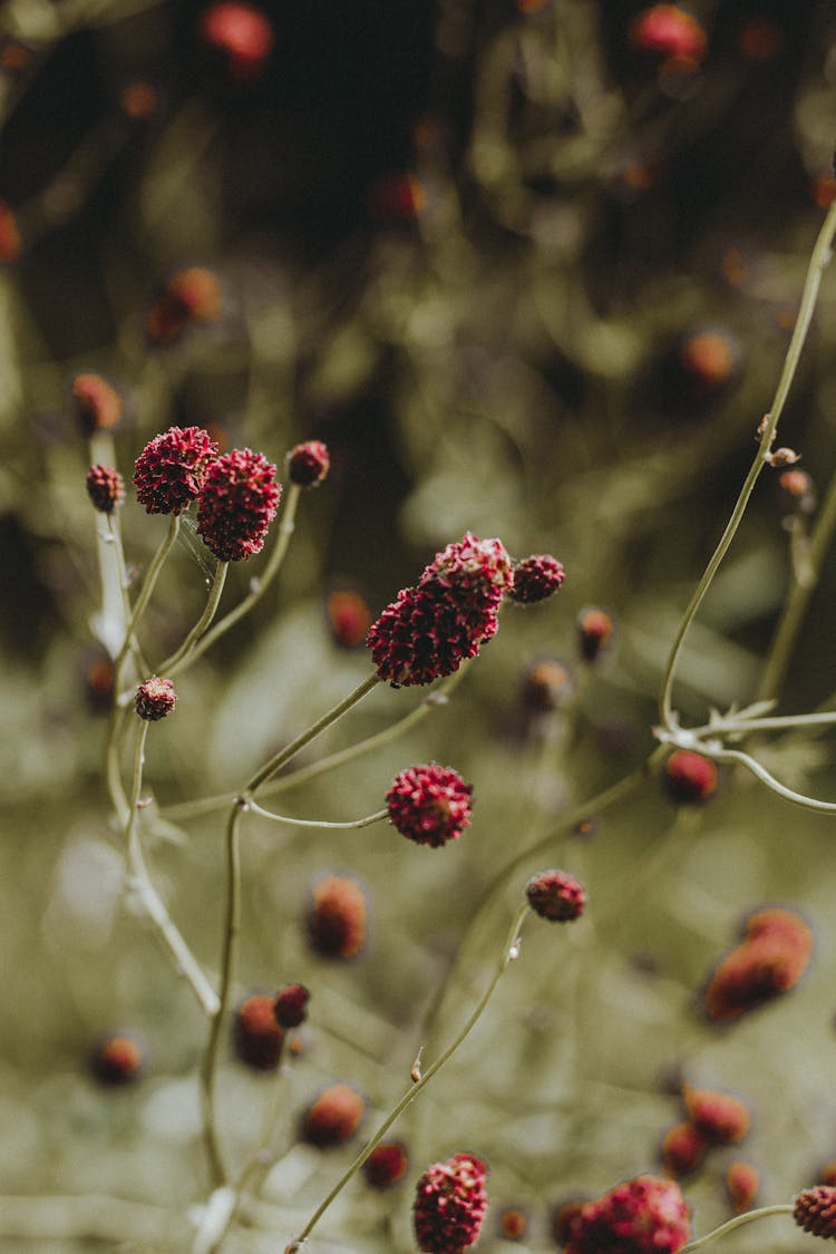 Close-up Of Red Great Burnet