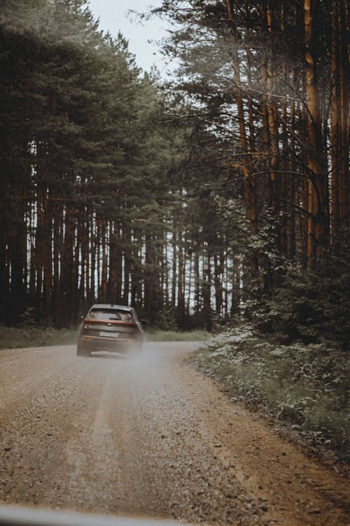 Free A black car drives through a scenic dirt road lined with lush green trees in a dense forest. Stock Photo