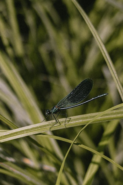 Photos gratuites de aile, demoiselle, fermer