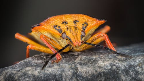 Photos gratuites de insecte, photo macro, punaise du bouclier rouge