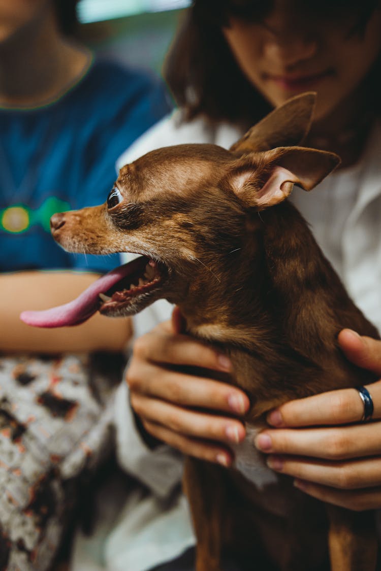 Close-up Of Holding A Brown Chihuahua