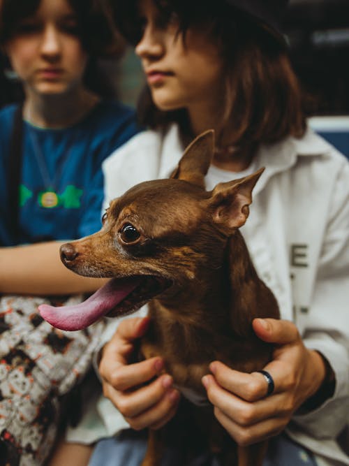 Free Woman in Blue Shirt Holding Brown Chihuahua Stock Photo