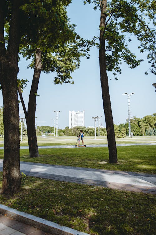 Základová fotografie zdarma na téma léto, park, pěstování