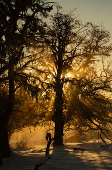 Sunset light filters through snow-covered trees in a serene winter forest in Argentina.