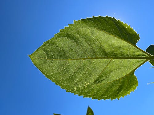 Free stock photo of blue sky, leaf green, sunflower Stock Photo
