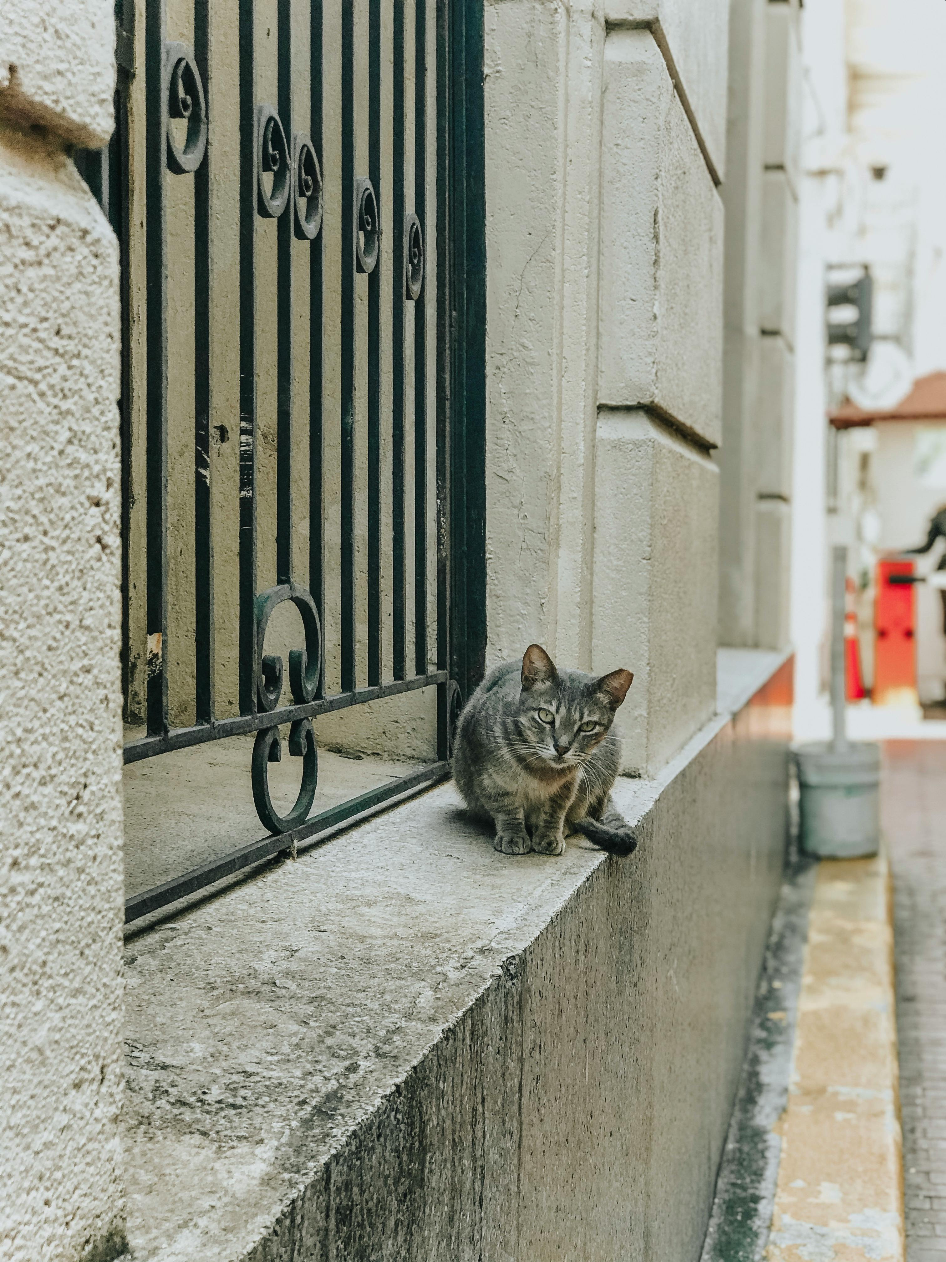 Gray stray cat sitting on a city street ledge next to a wrought iron fence.