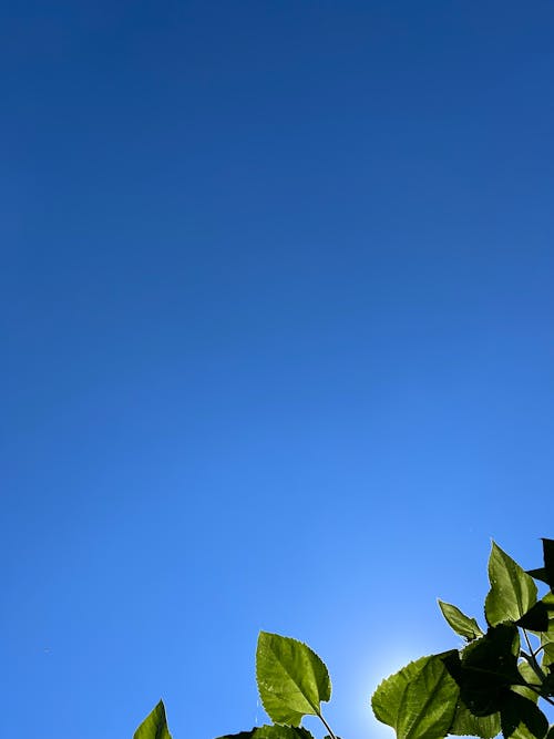 Free stock photo of clear blue sky Stock Photo