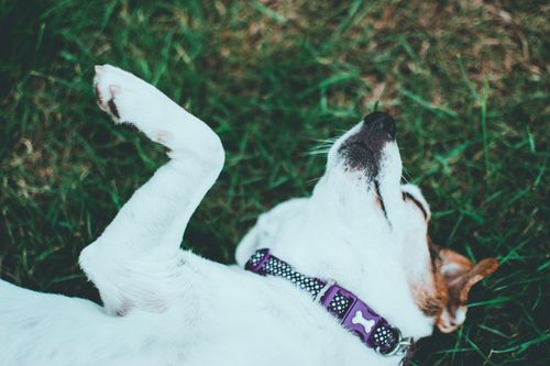 Free Cute Jack Russell Terrier lying on its back on green grass on a sunny day. Stock Photo