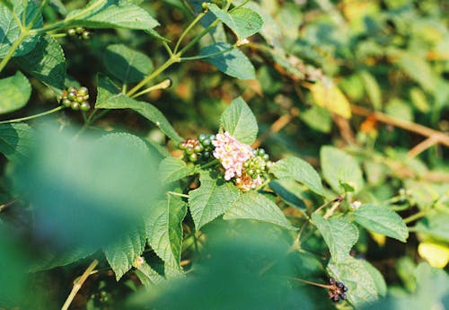 Darmowe zdjęcie z galerii z flora, kwiaty, liście