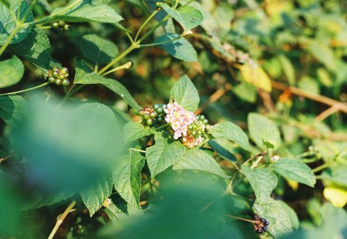 Free A detailed capture of a blossoming Lantana camara shrub with lush green leaves in a garden setting. Stock Photo