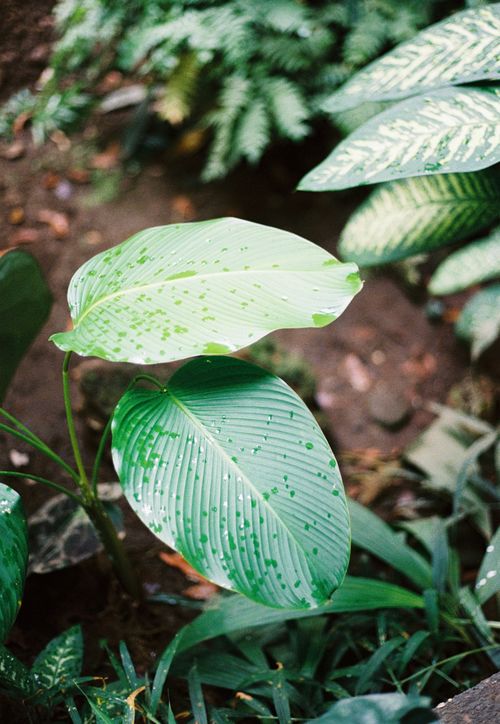Free Vibrant green leaves with water droplets in a natural outdoor setting. Stock Photo