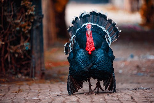 Black Turkey Walking on Sidewalk