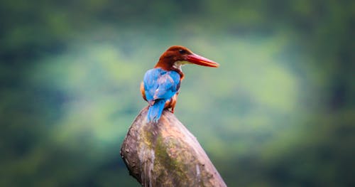 Foto stok gratis burung pekakak, canon, fotografi binatang liar