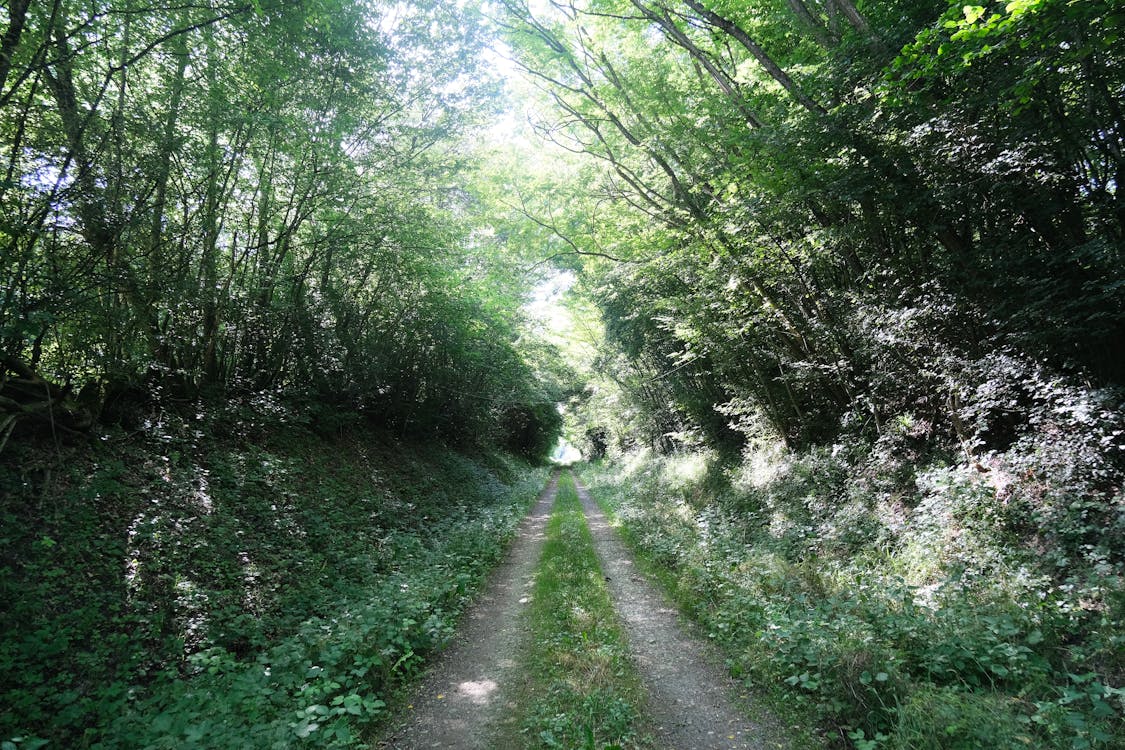 A Pathway Between Green Trees in the Forest