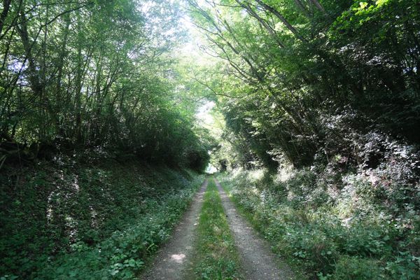 Idyllic tree-lined dirt road in Moyemont, capturing natural beauty in summer