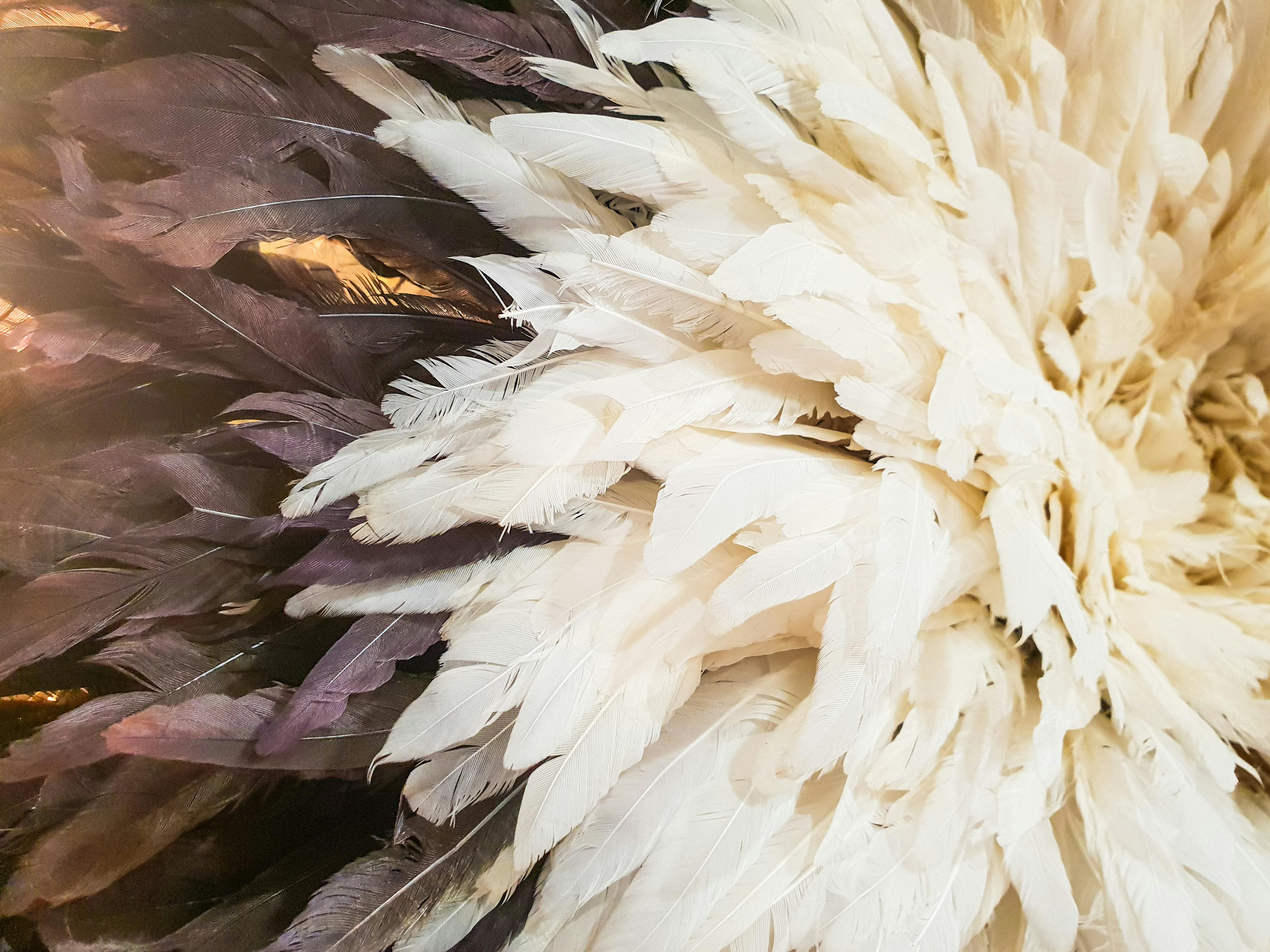 Free stock photo of background, feathers, texture