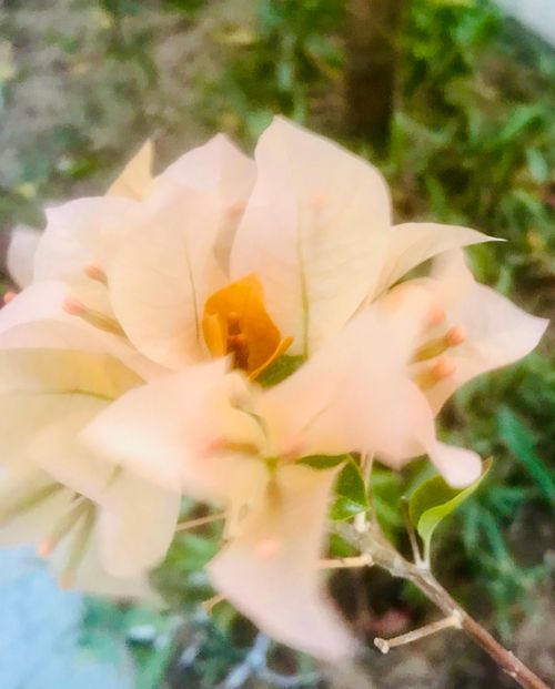 Free stock photo of background flower, background image, beautiful flowers Stock Photo