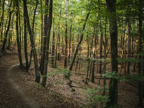 免费 天性, 小徑, 森林 的 免费素材图片 素材图片