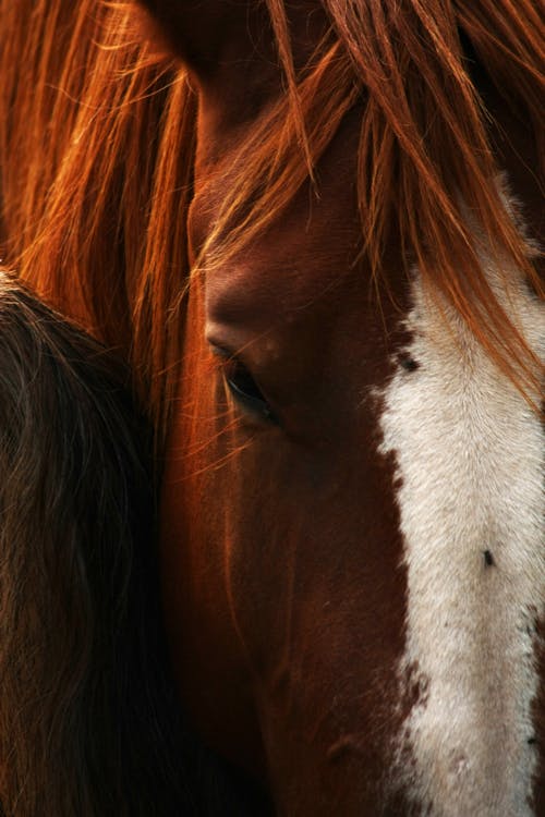 Fotobanka s bezplatnými fotkami na tému cicavec, hnedý kôň, koňovité