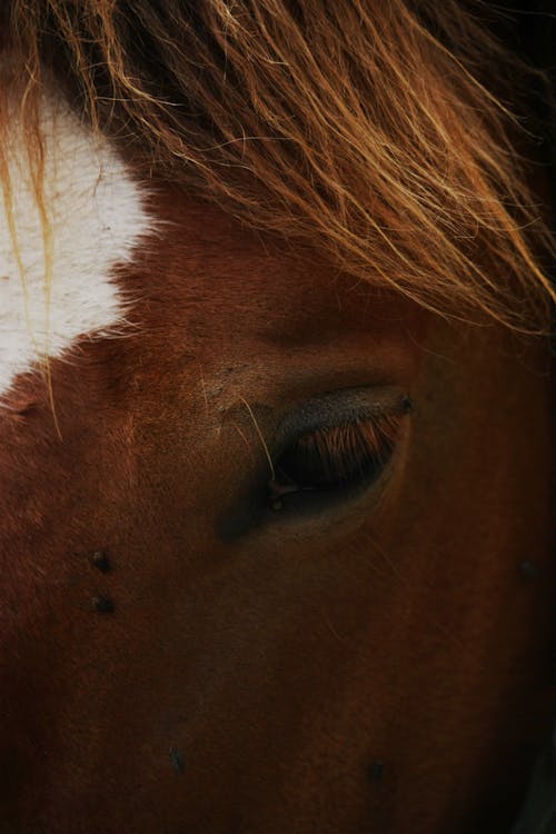 Foto stok gratis binatang, equidae, fotografi binatang