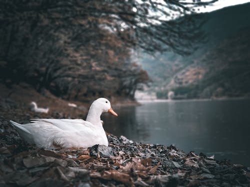 Duck Sitting near Body of Water