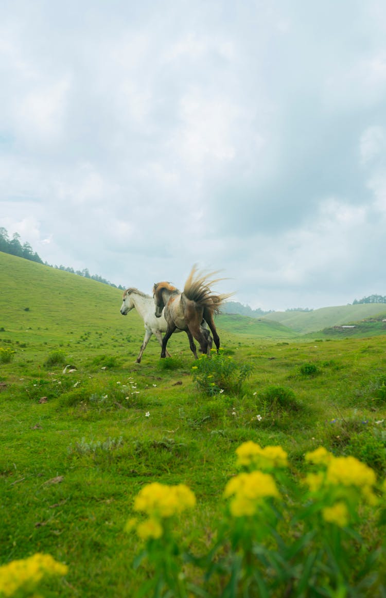 Horses Running Free On Grass Field