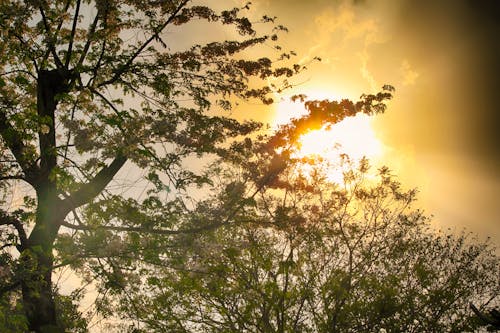 Free stock photo of love, nature, streets