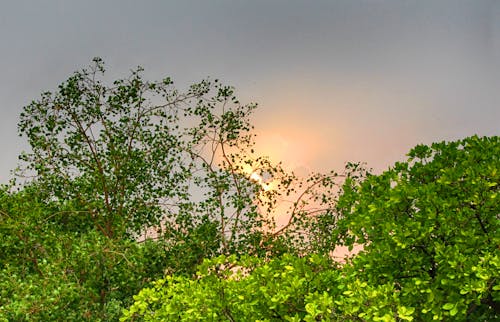 Photos gratuites de arbres, coucher de soleil, nature