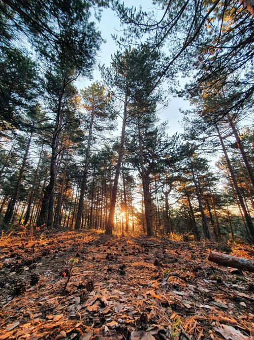 Free Tranquil pine forest bathed in golden hour light with sun peeking through trees. Stock Photo