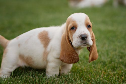 Shallow Focus Photography Of Dog